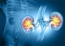 kidney