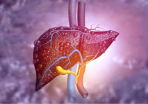 liver